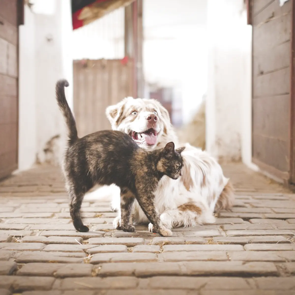 Amizade entre cães e gatos: uma relação especial