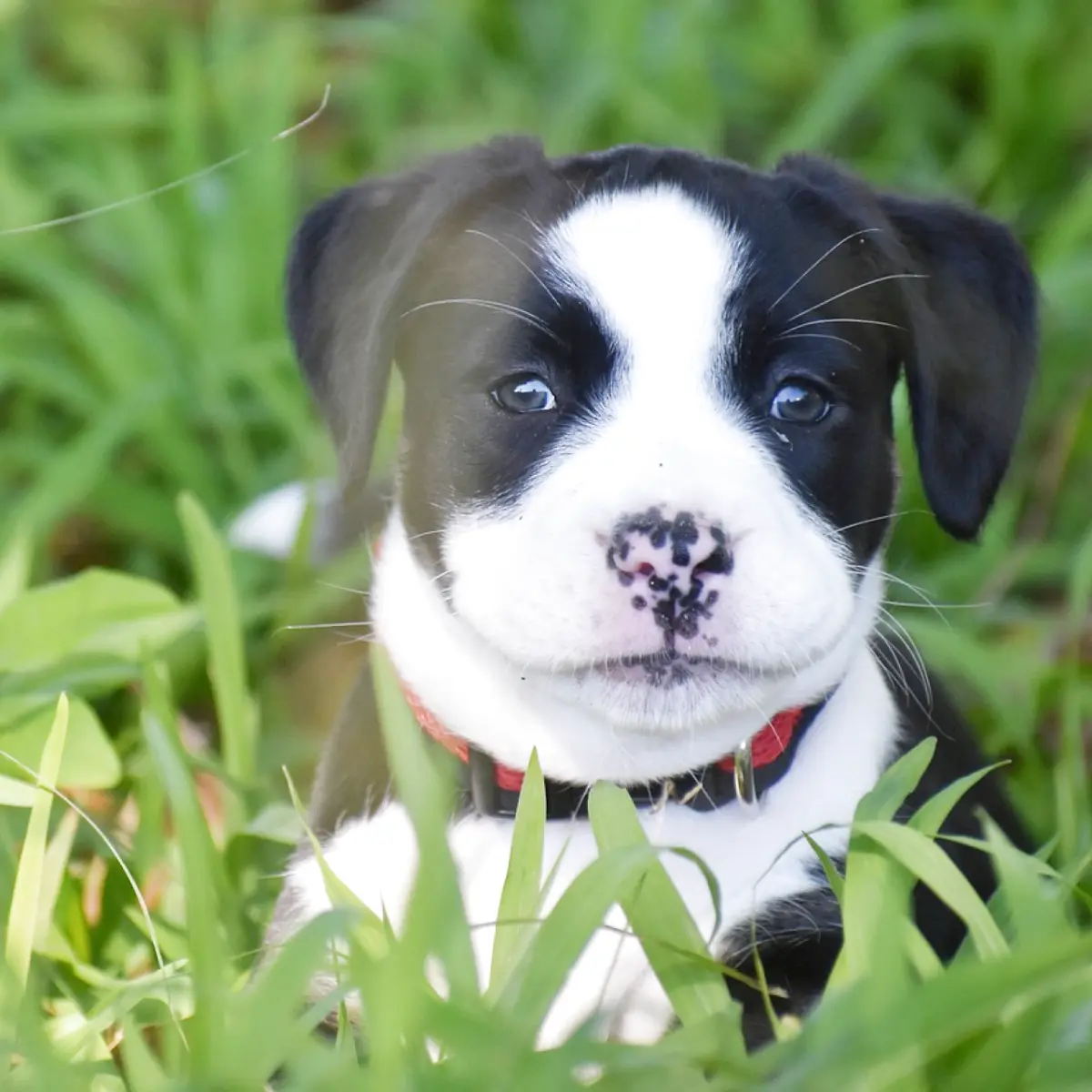 American Bully: Conheça essa raça incrível