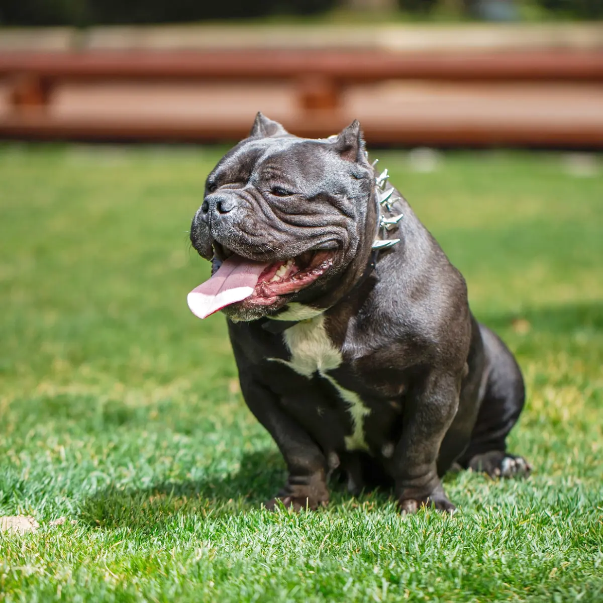 american-bully-2