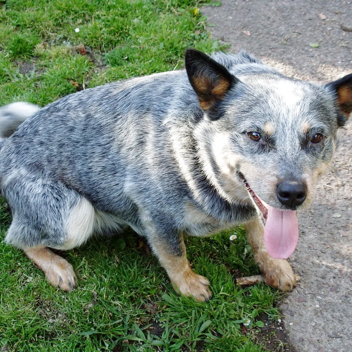 blue-heeler