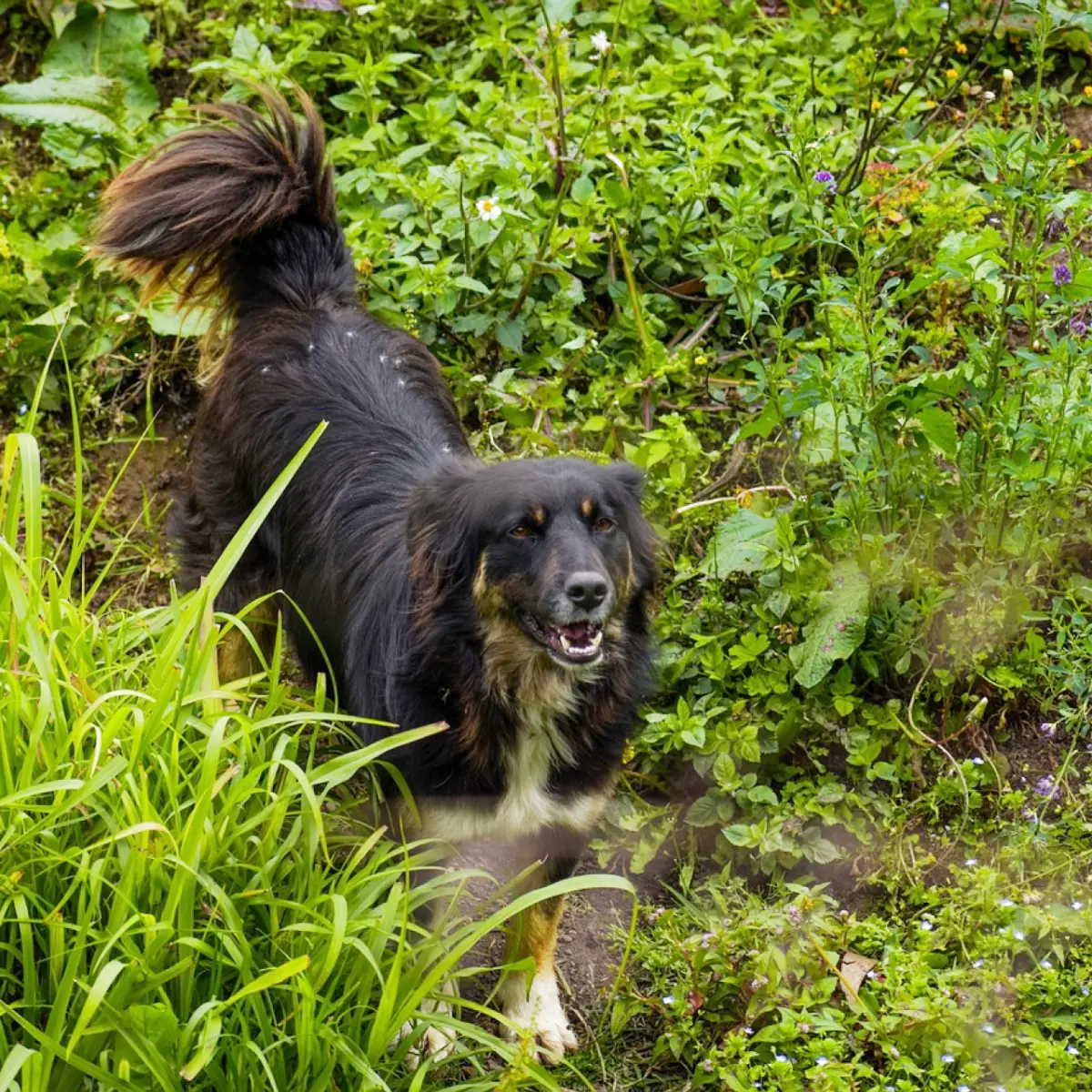 Cachorro bravo: como agir em situações difíceis