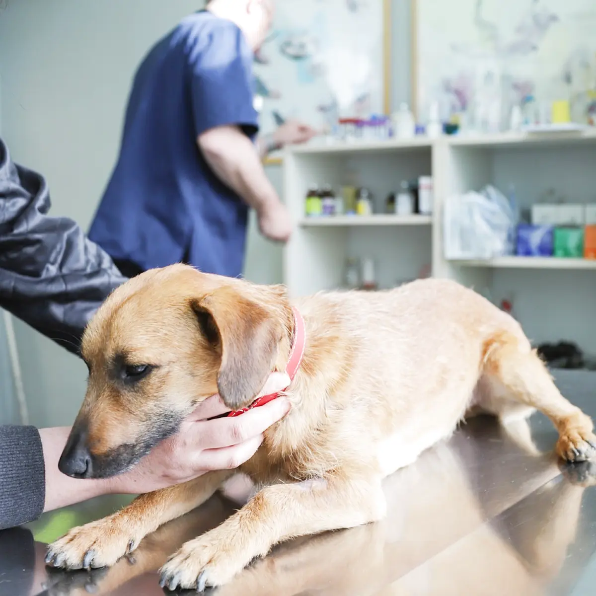 Verme em cachorros: causas e tratamentos essenciais