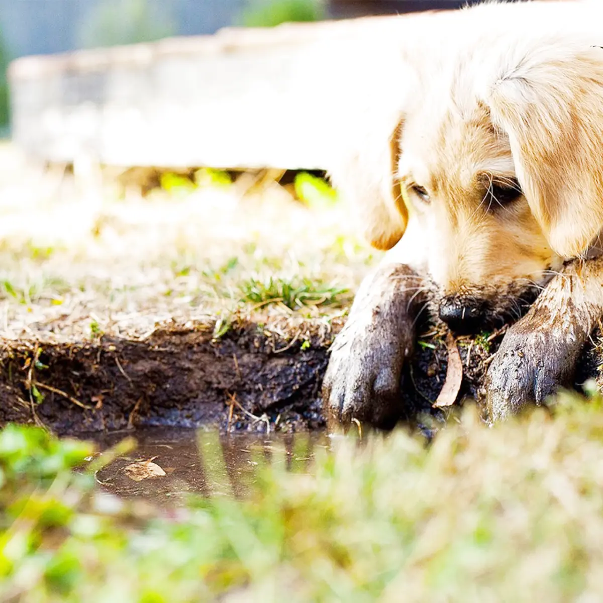 Por que seu cachorro está acima do peso?