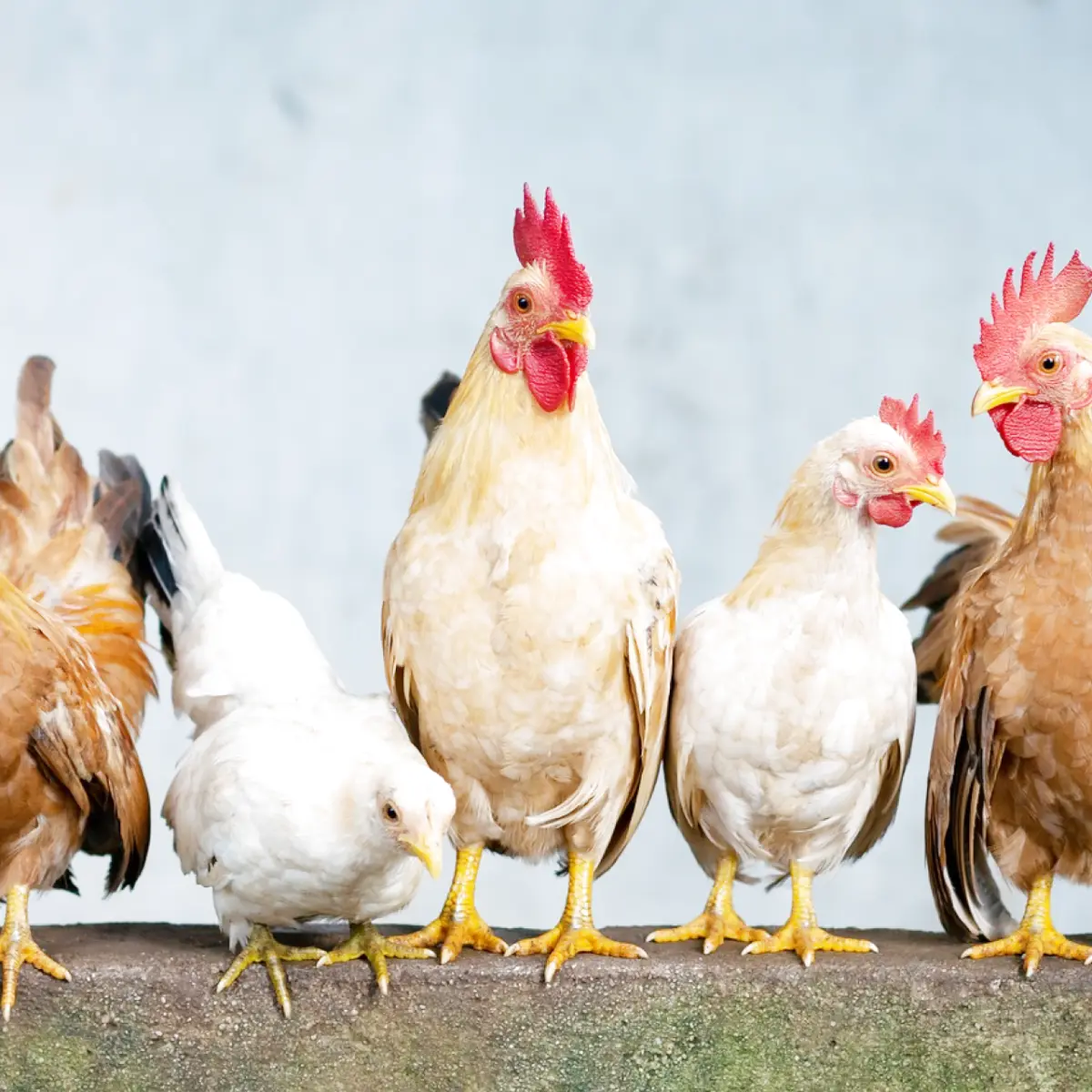 Cachorro pode comer frango? Descubra aqui!