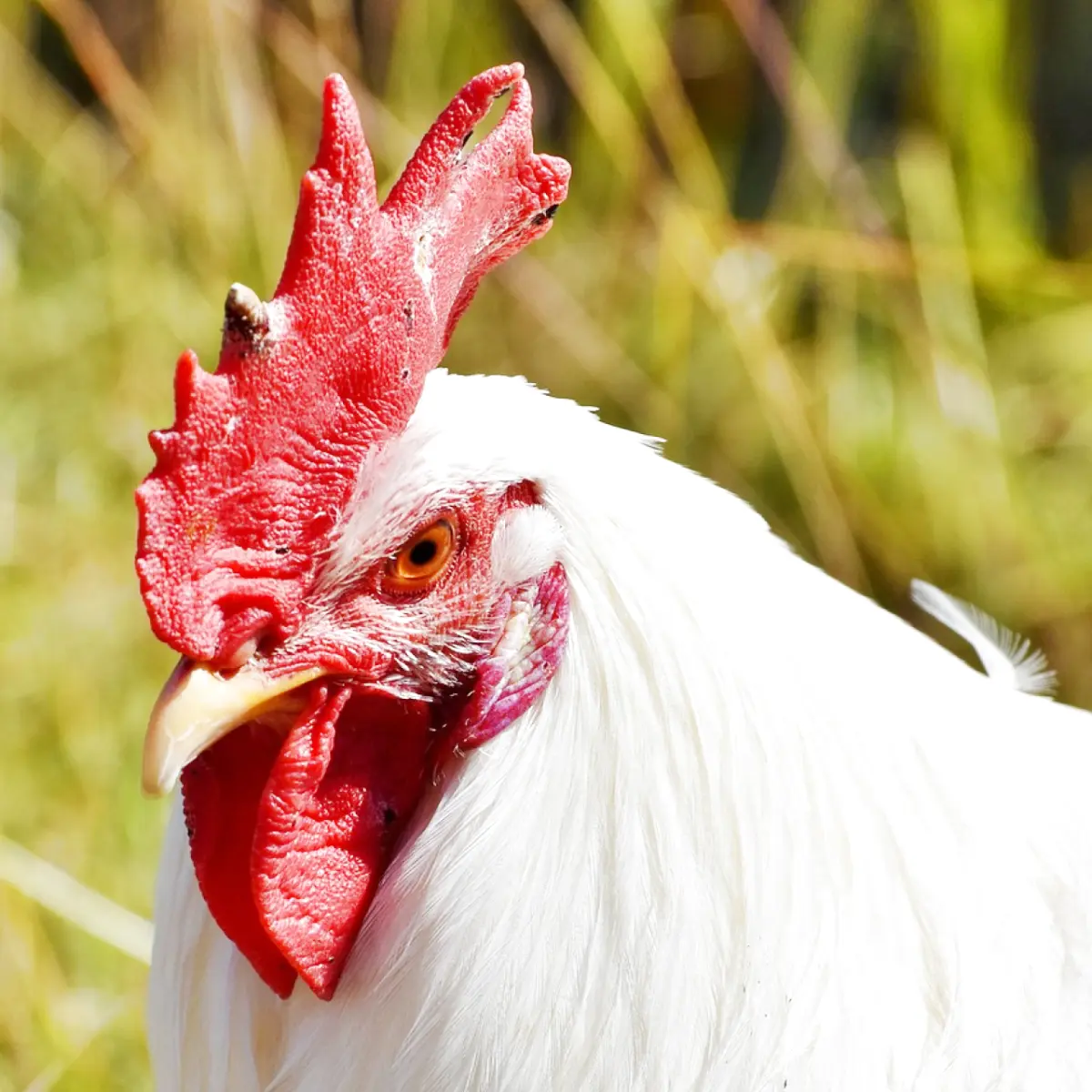 cachorro-pode-comer-frango-descubra-2