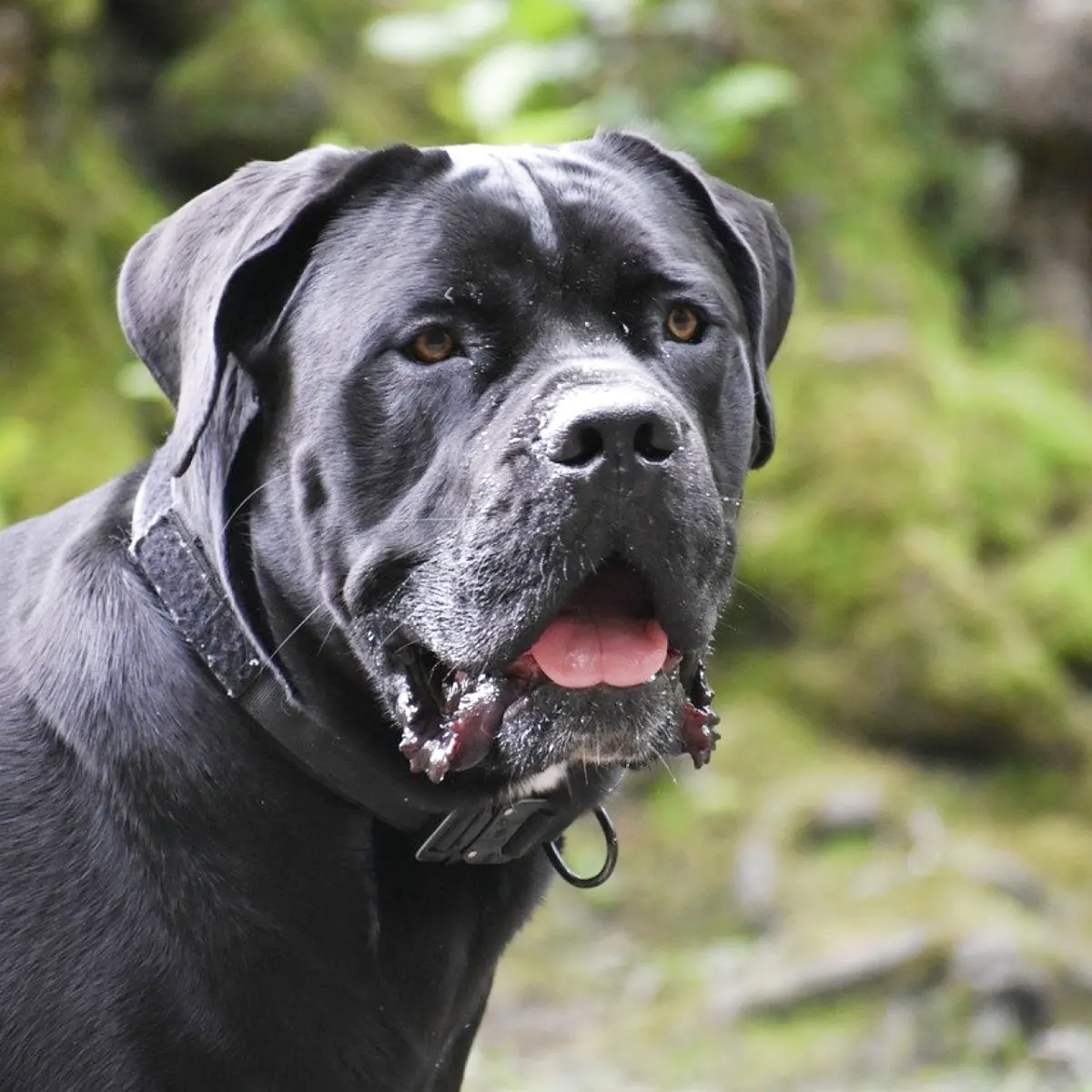 cane-corso