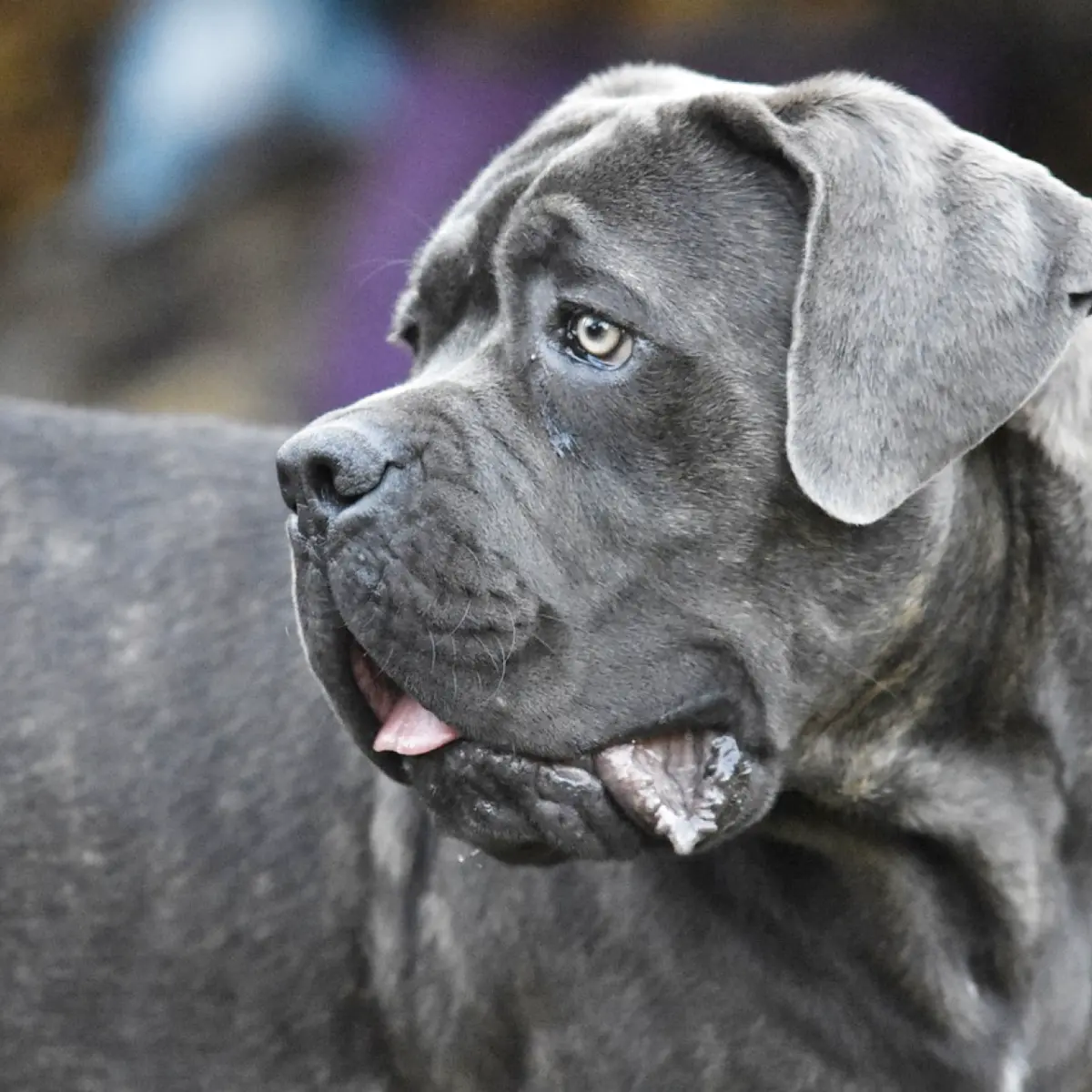 cane-corso-1