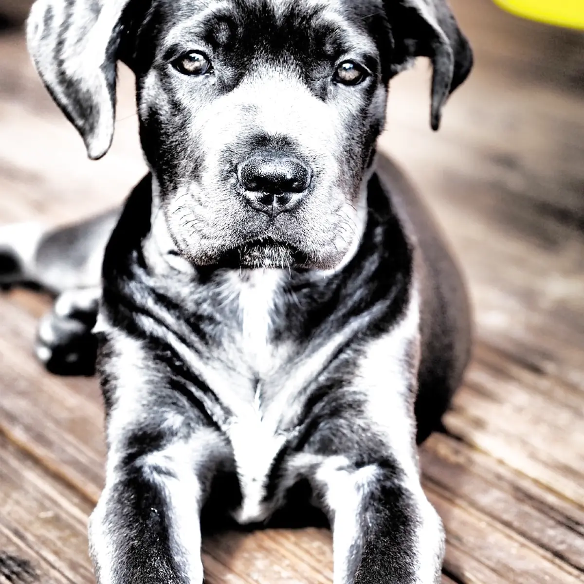 cane-corso-2