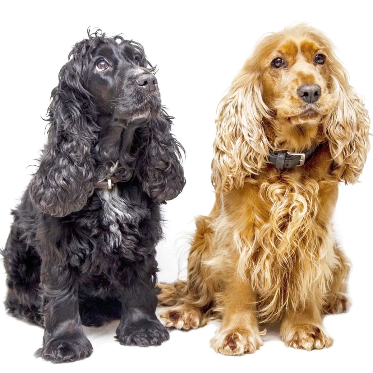 Cocker Spaniel Inglês: Raça, Cuidados e Curiosidades