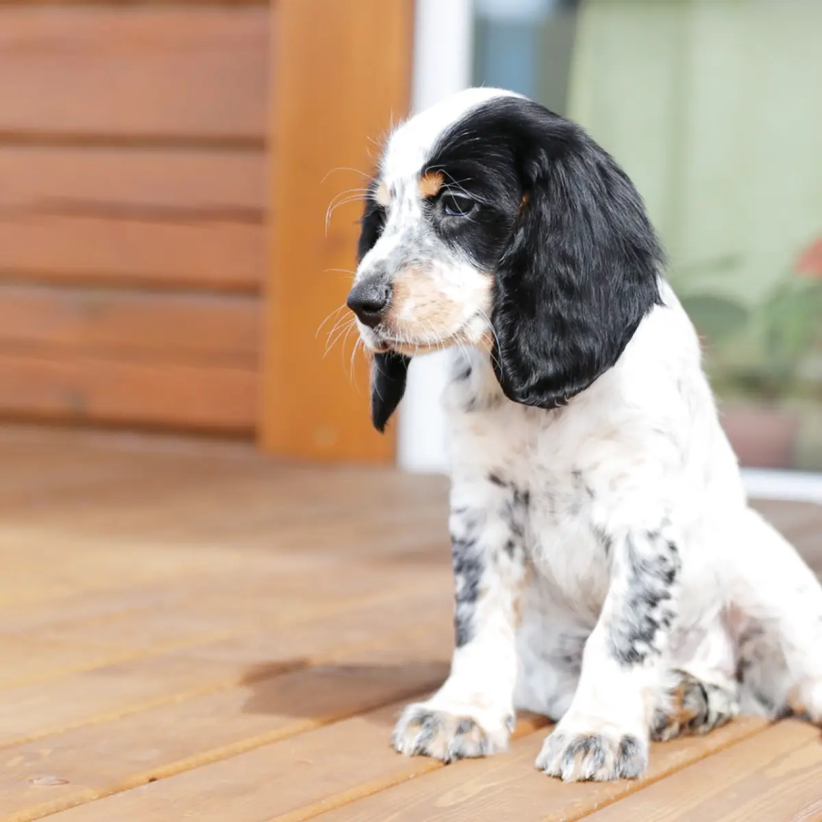 cocker-spaniel-ingles-1