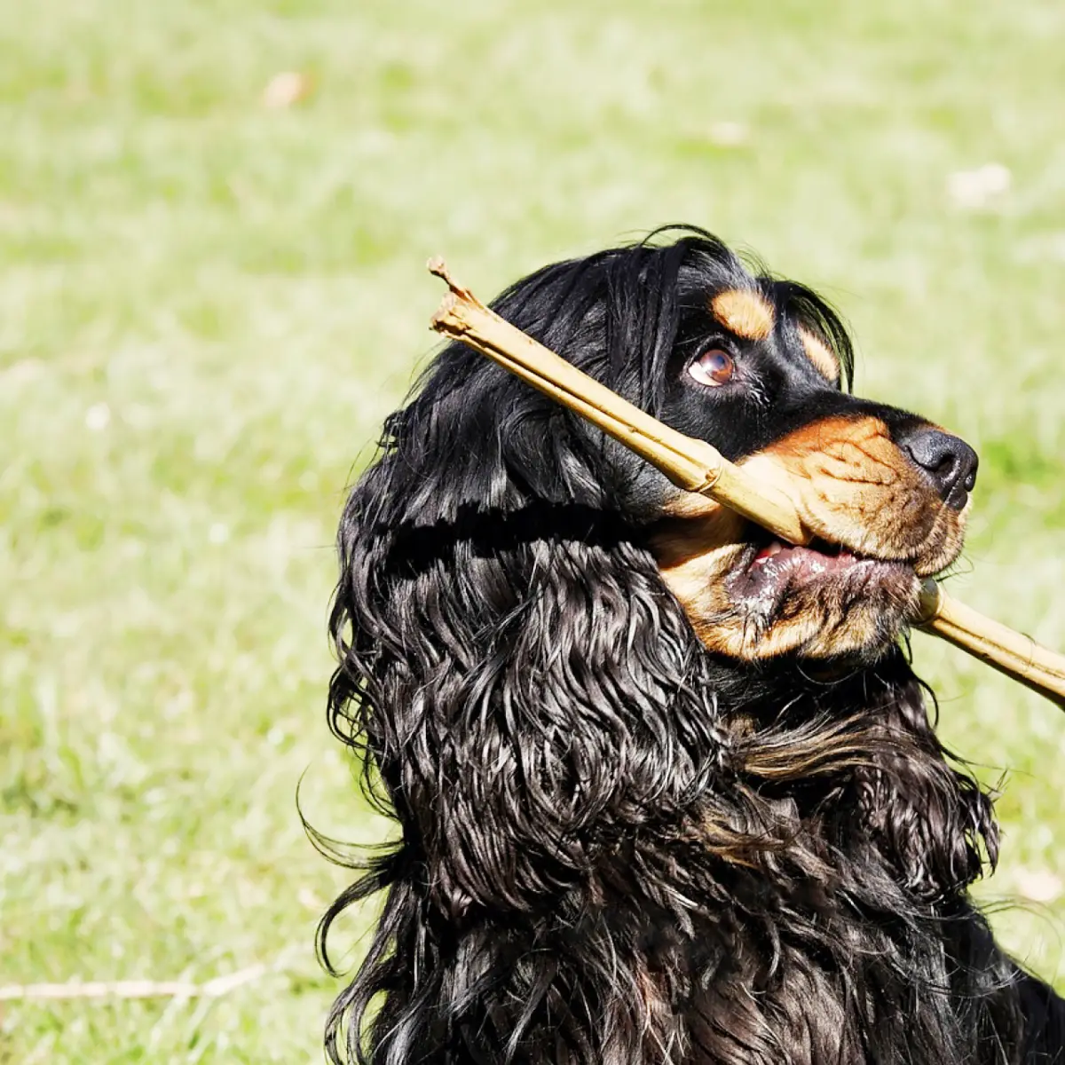 cocker-spaniel-ingles-2