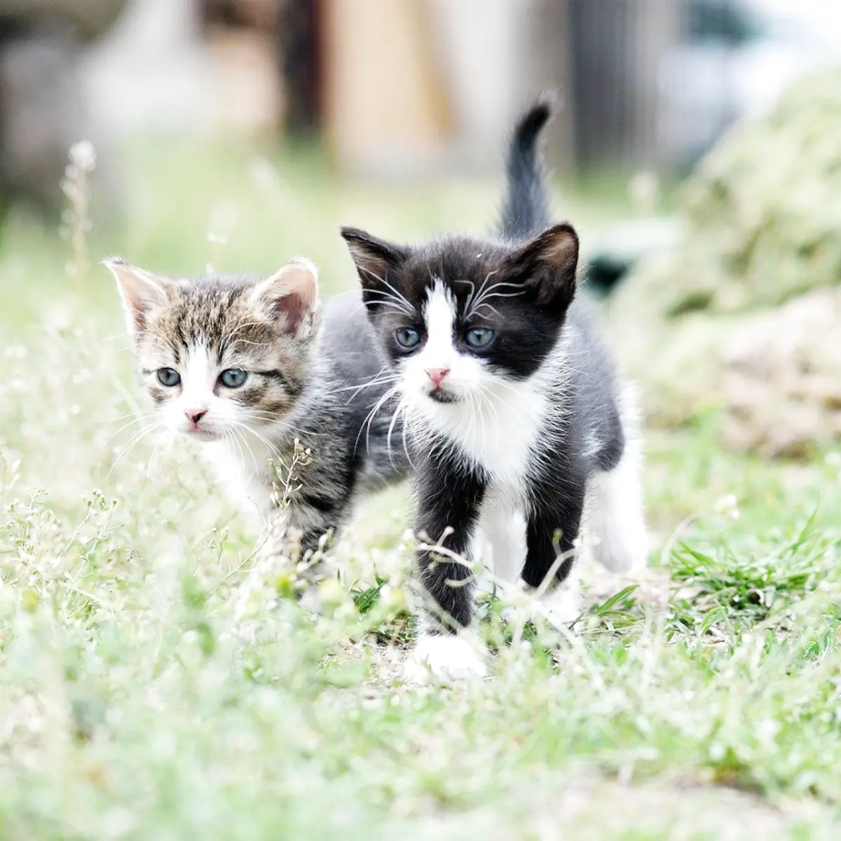 Guia de cuidados para gatinhos recém-nascidos