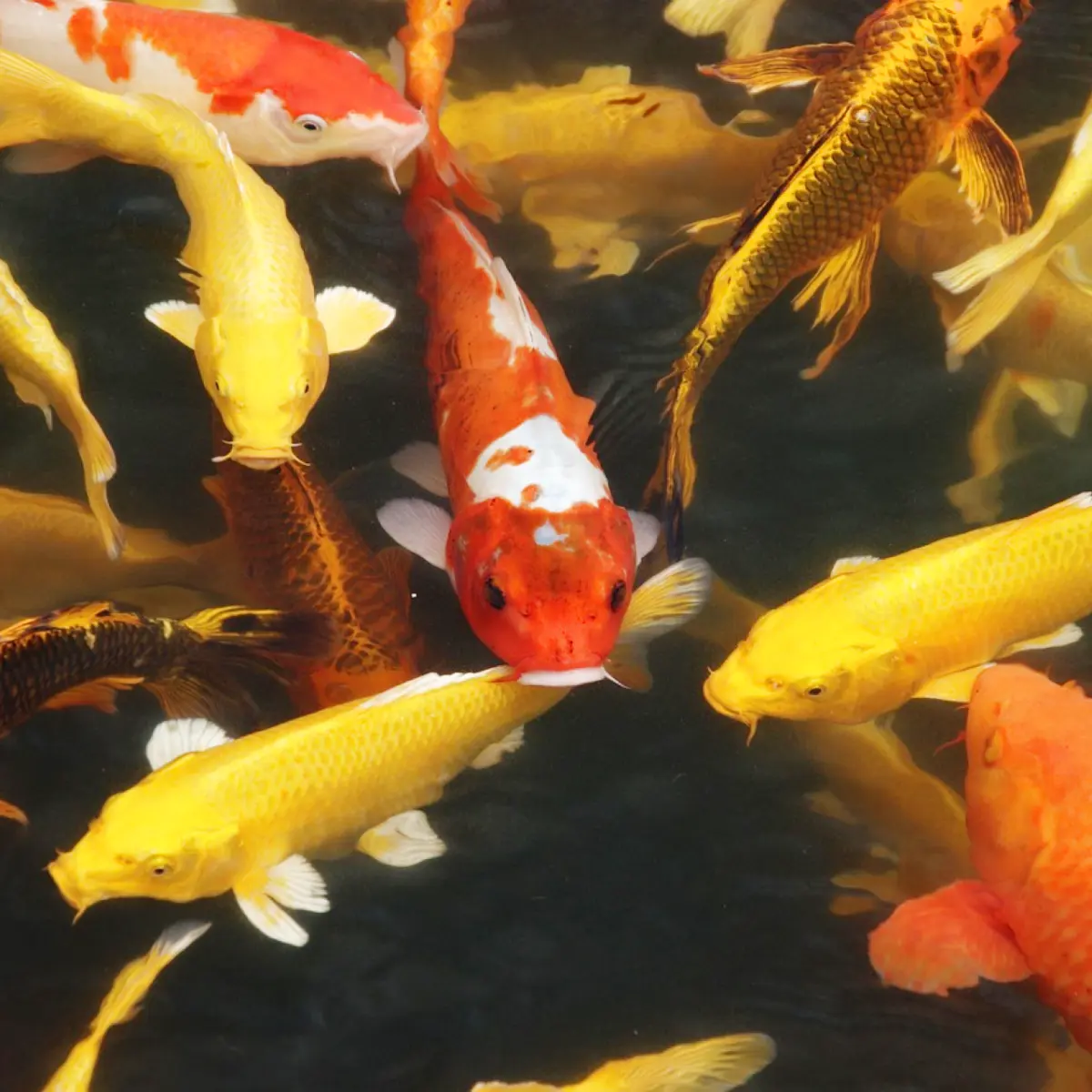 Cuidados com peixes de aquário no inverno