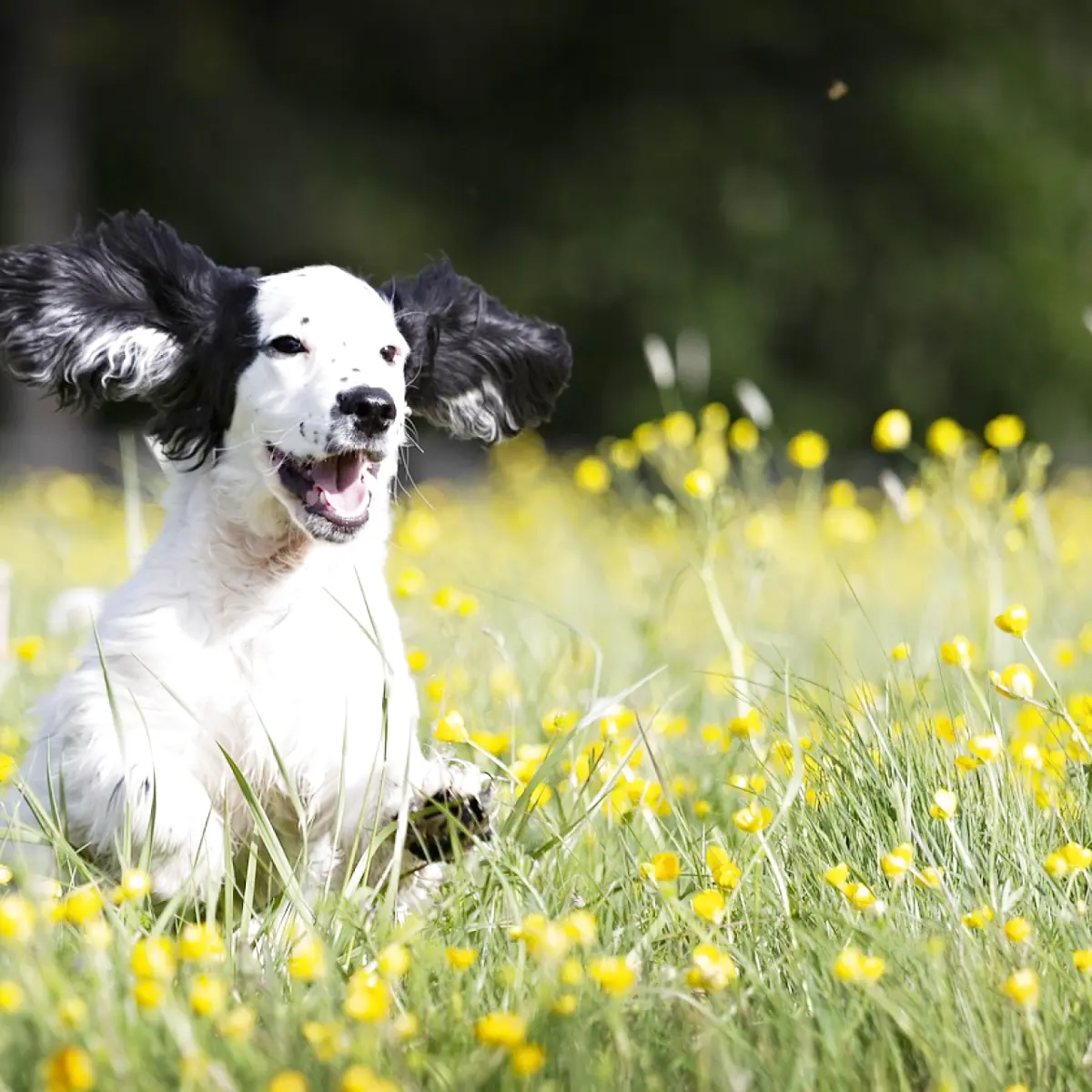 Descubra a idade do cachorro adotado facilmente