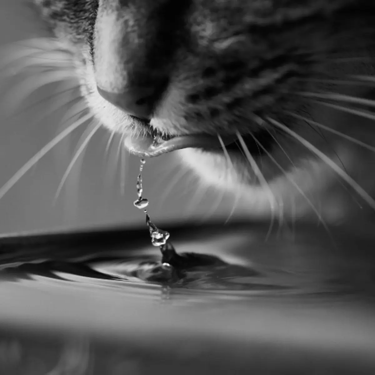 dicas-para-escolher-a-melhor-fonte-de-agua-para-gatos