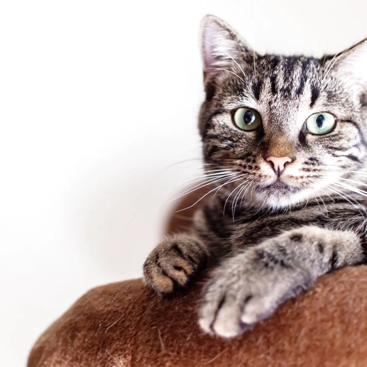 dicas-para-escolher-a-melhor-fonte-de-agua-para-gatos-1