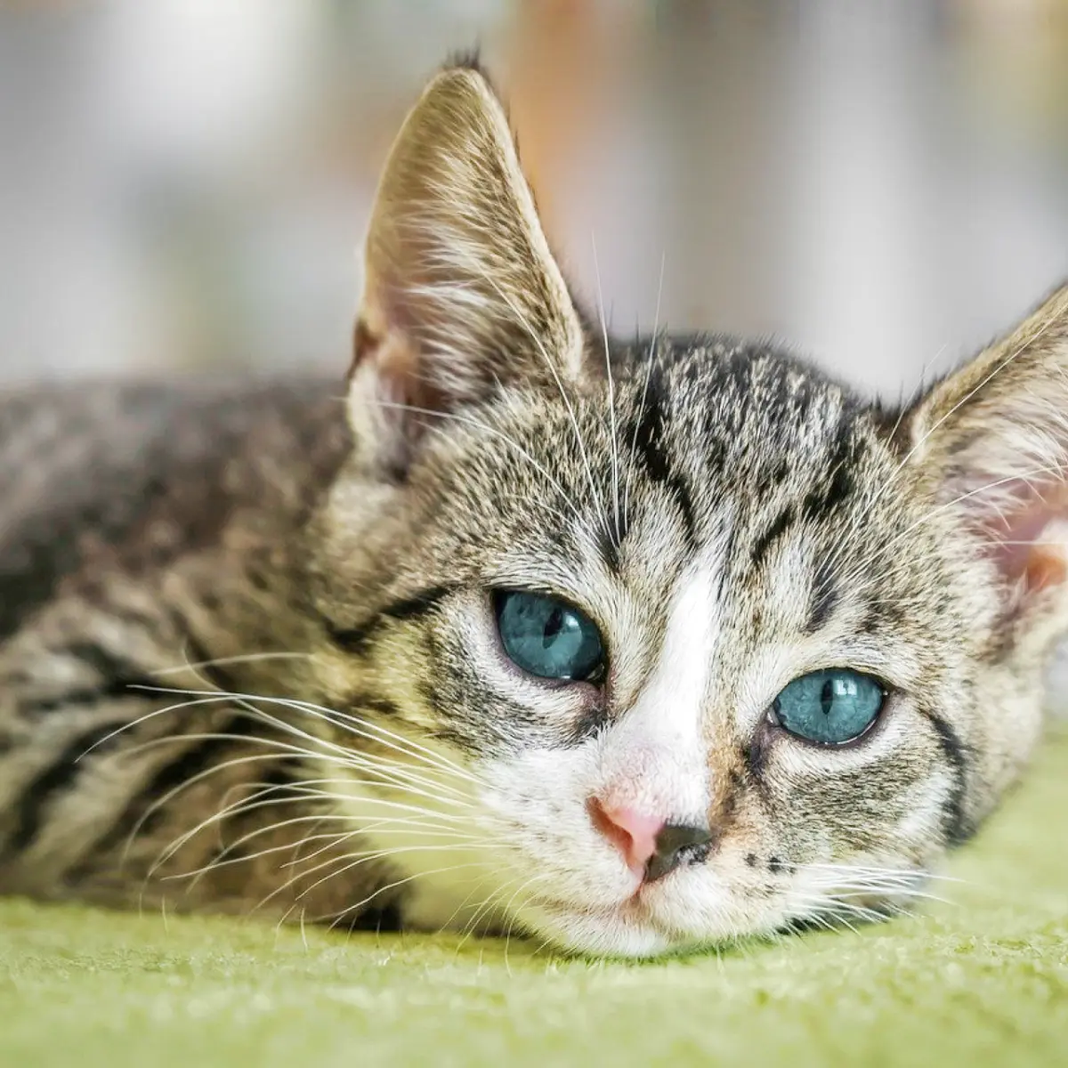 dicas-para-escolher-a-melhor-fonte-de-agua-para-gatos-2