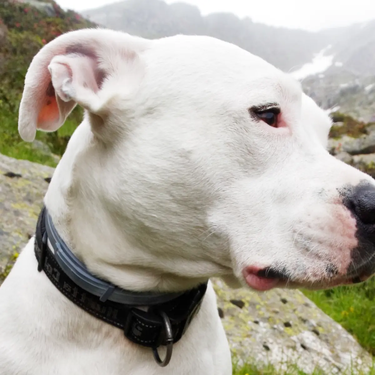 Dogo Argentino: tudo sobre essa raça de cão poderosa