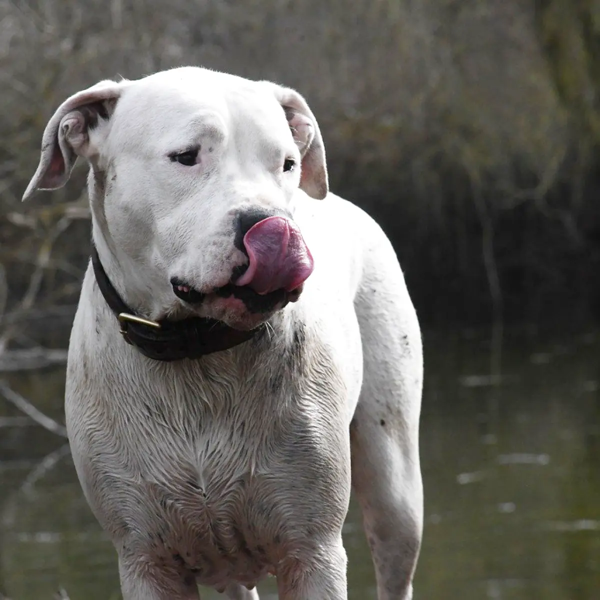 dogo-argentino-1