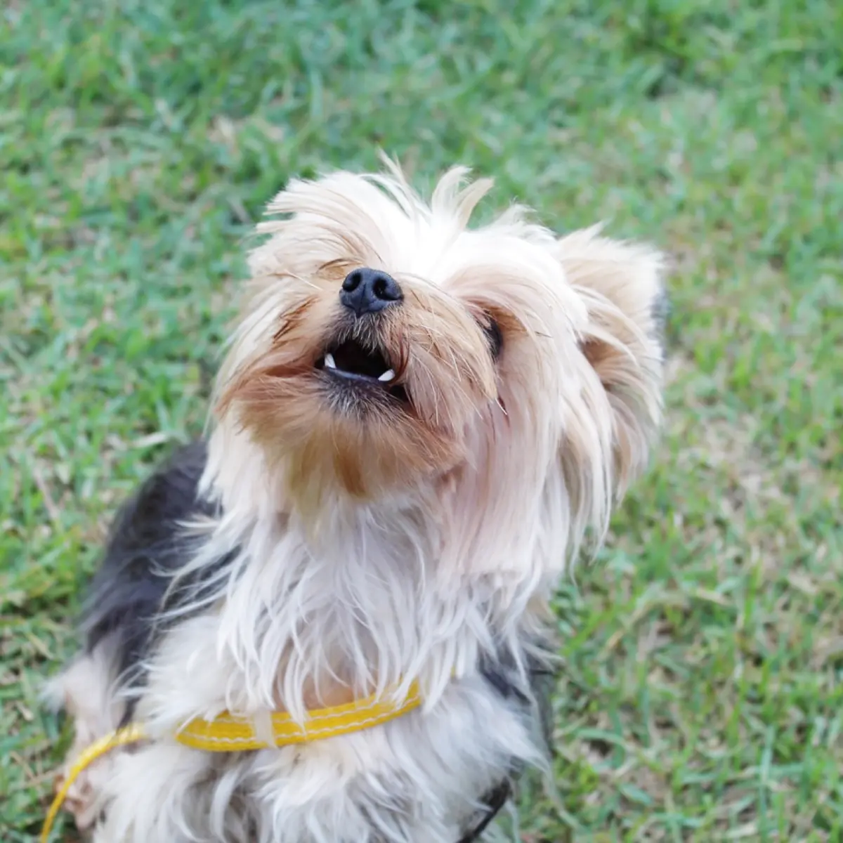 e-permitido-dar-calmante-para-cachorro-descubra-agora-1