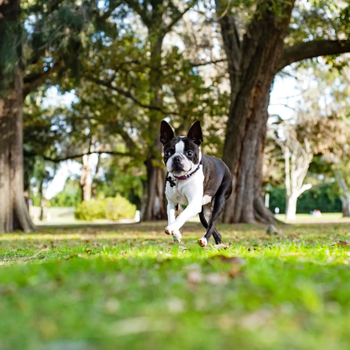 e-permitido-dar-calmante-para-cachorro-descubra-agora-2