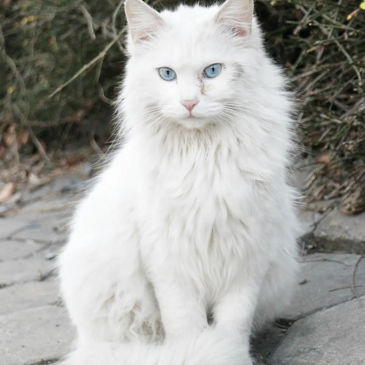 Gato Angorá: Características e Cuidados Essenciais