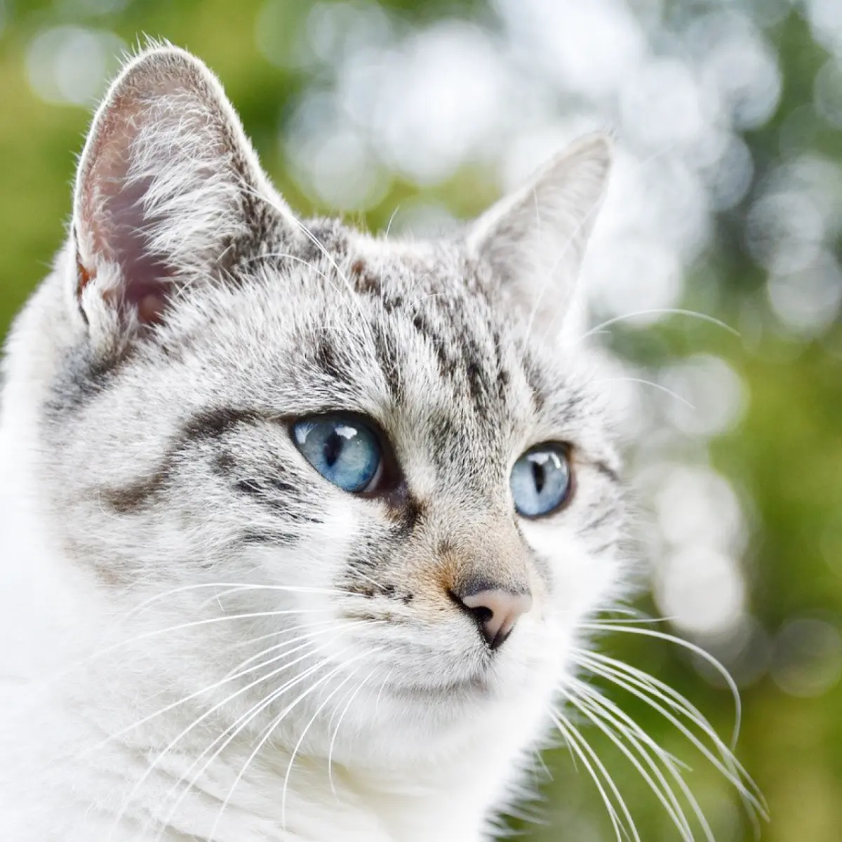 Gato Azul Russo: Características e Cuidados Essenciais