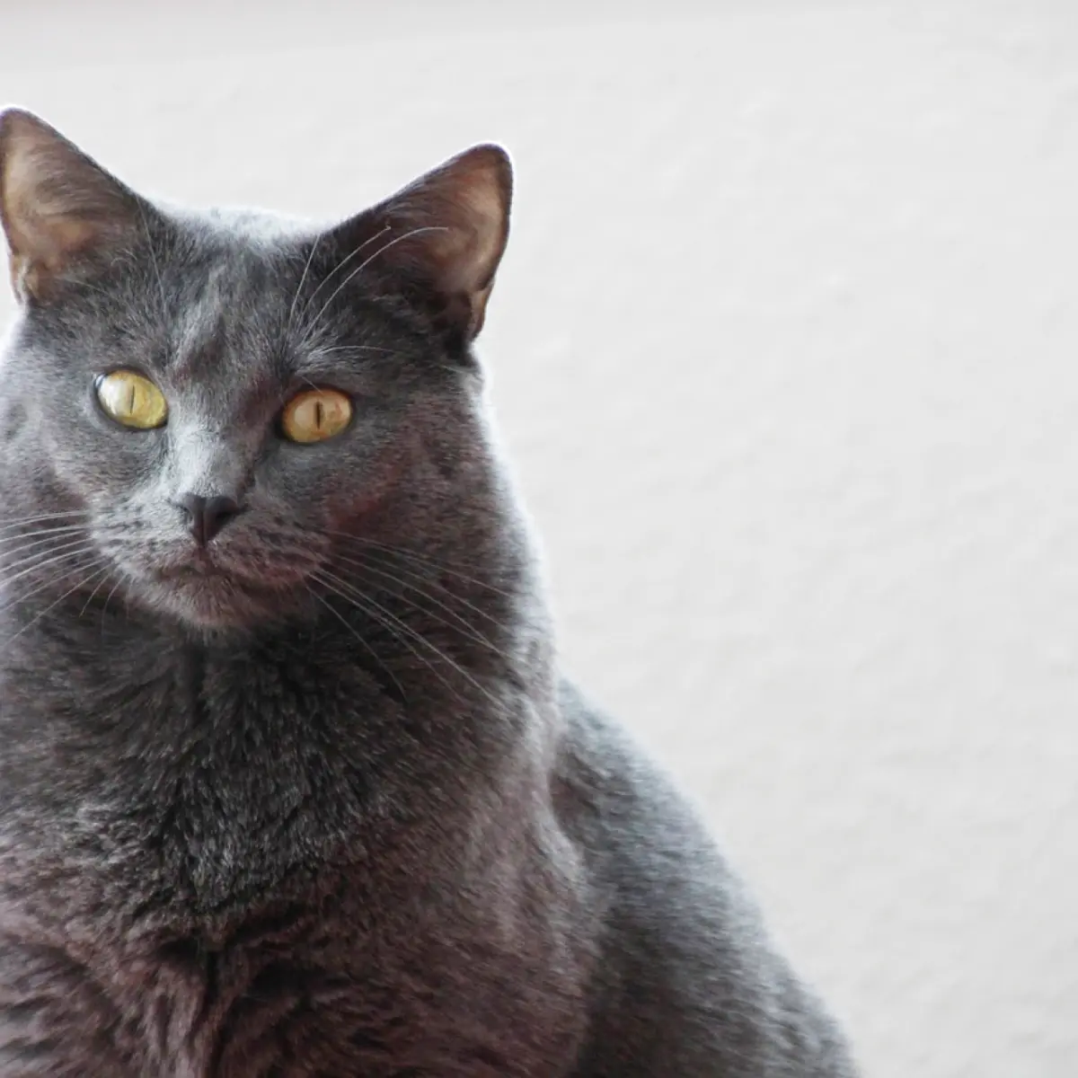 Gato Chartreux: Características e Cuidados Essenciais