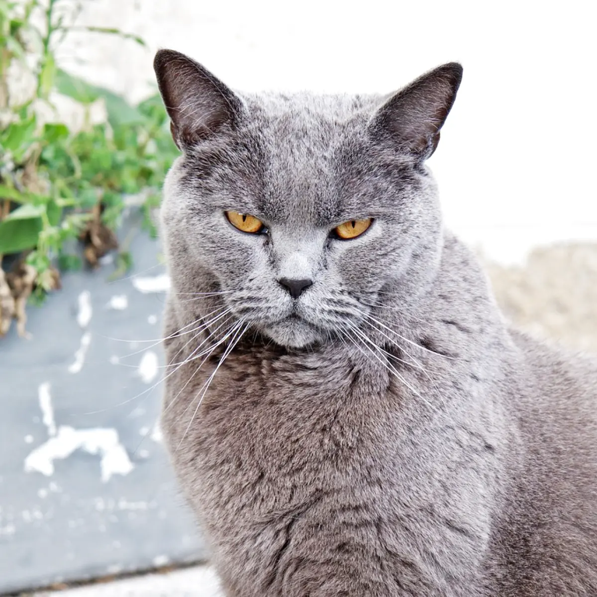 gato-chartreux-1