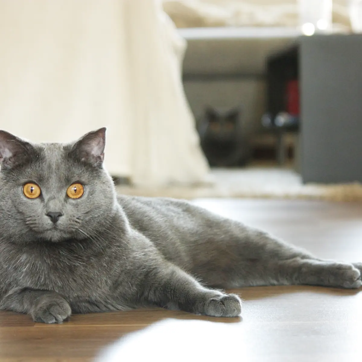 gato-chartreux-2