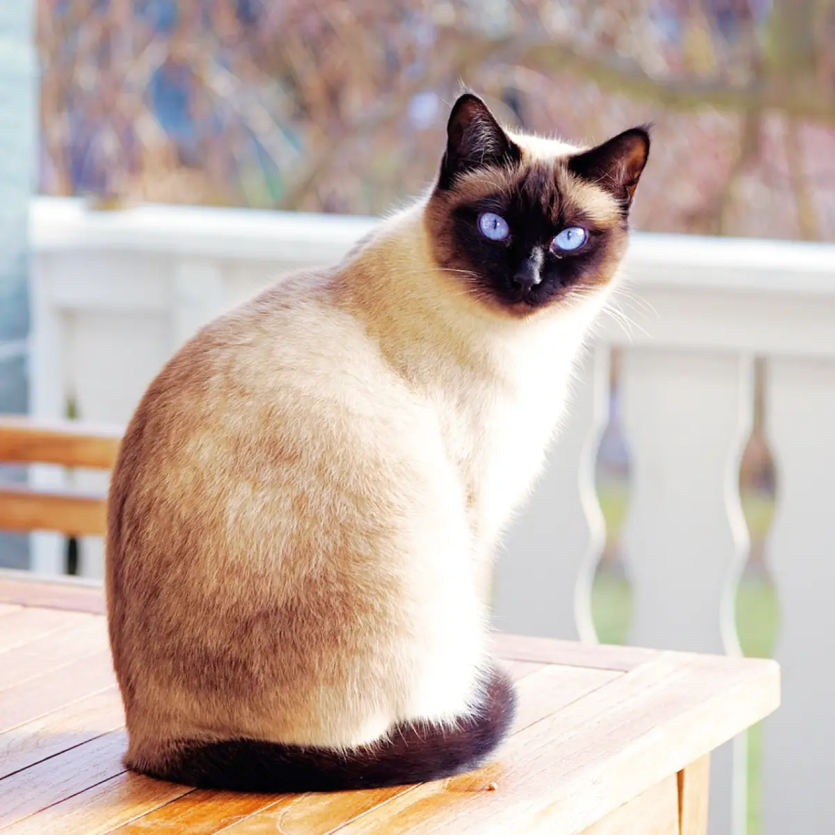 Gato Englês de Pelo Curto: Características e Cuidados