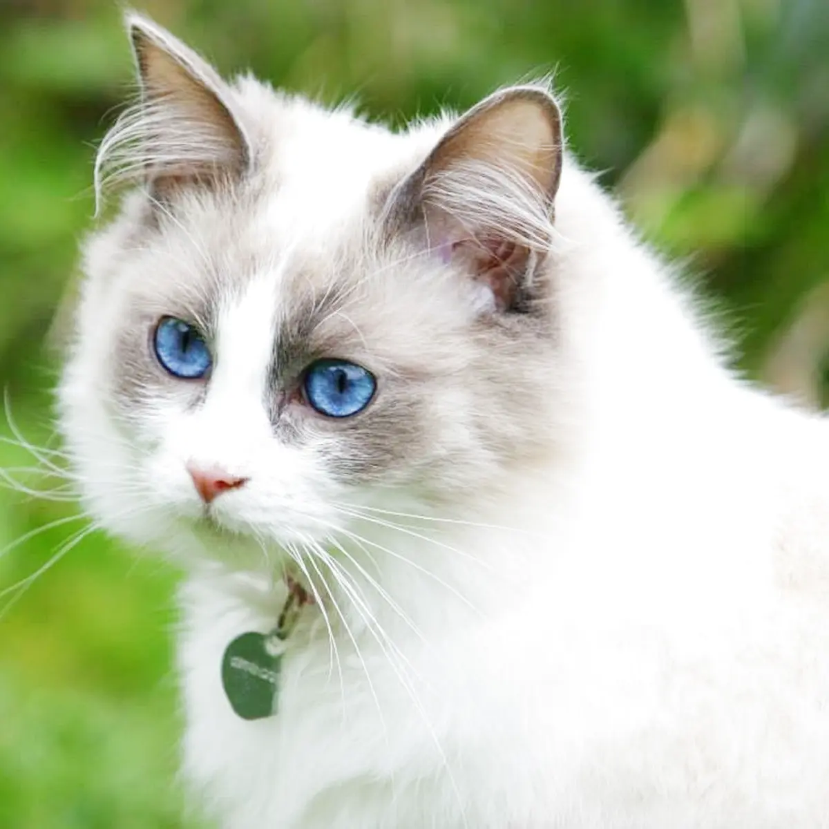 Ragdoll: tudo sobre o gato mais carinhoso