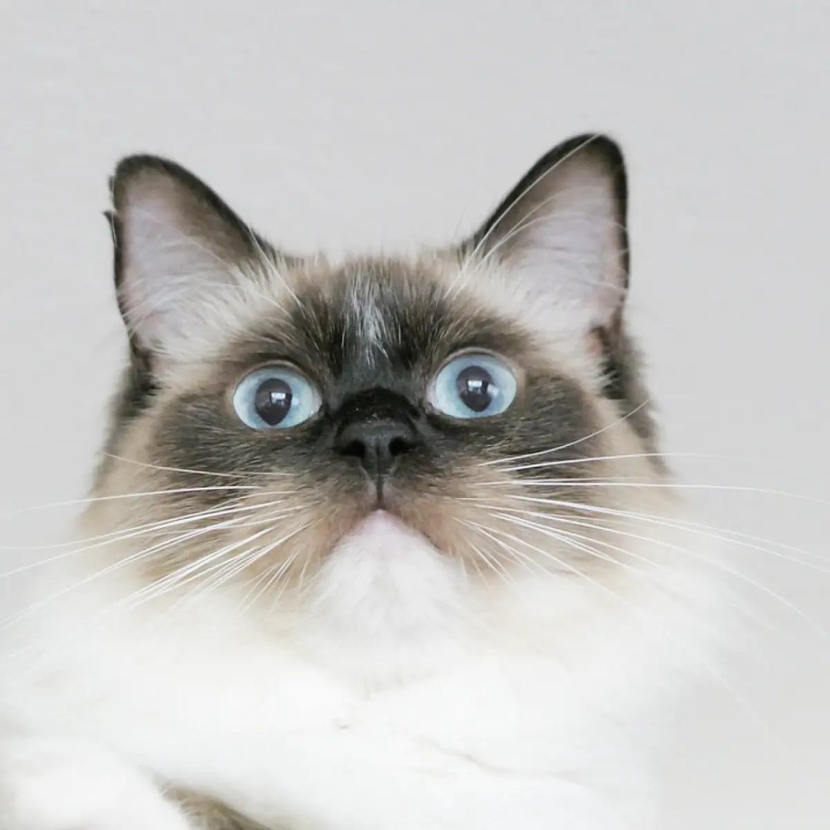 gato-ragdoll-1