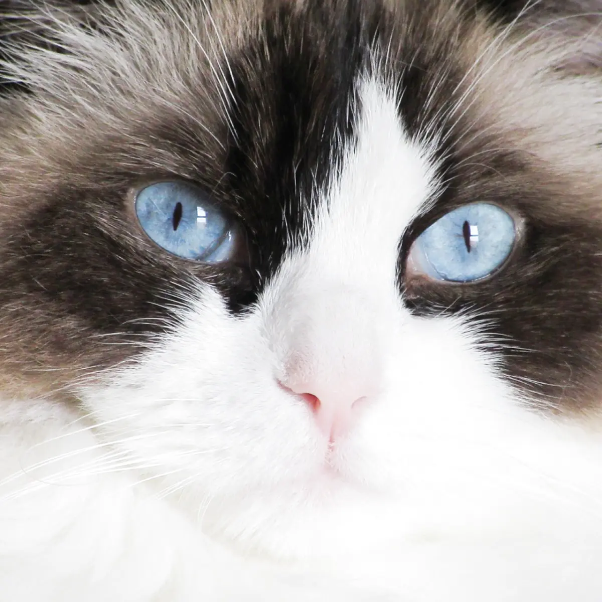 gato-ragdoll-2