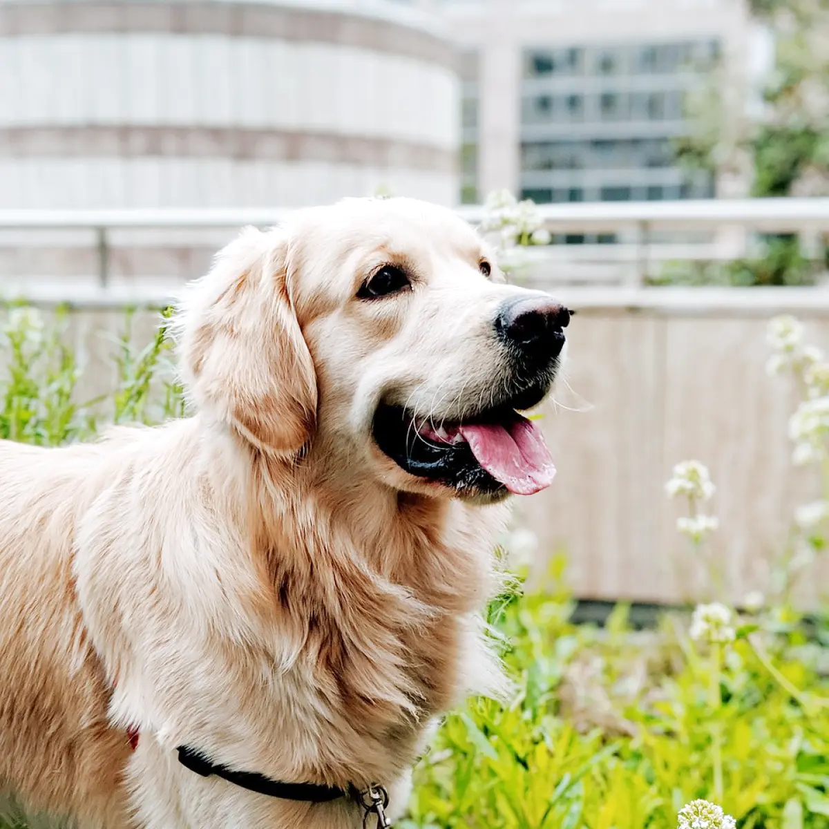 golden-retriever-tudo-sobre-a-raca