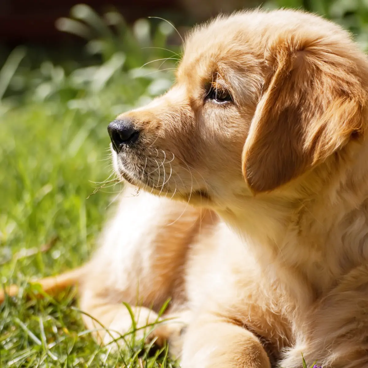 golden-retriever-tudo-sobre-a-raca-1