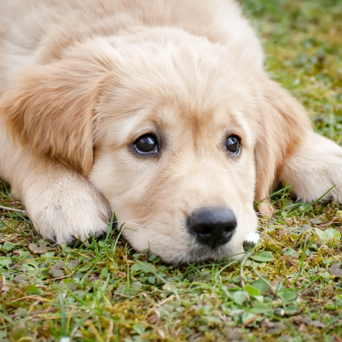 golden-retriever-tudo-sobre-a-raca-2