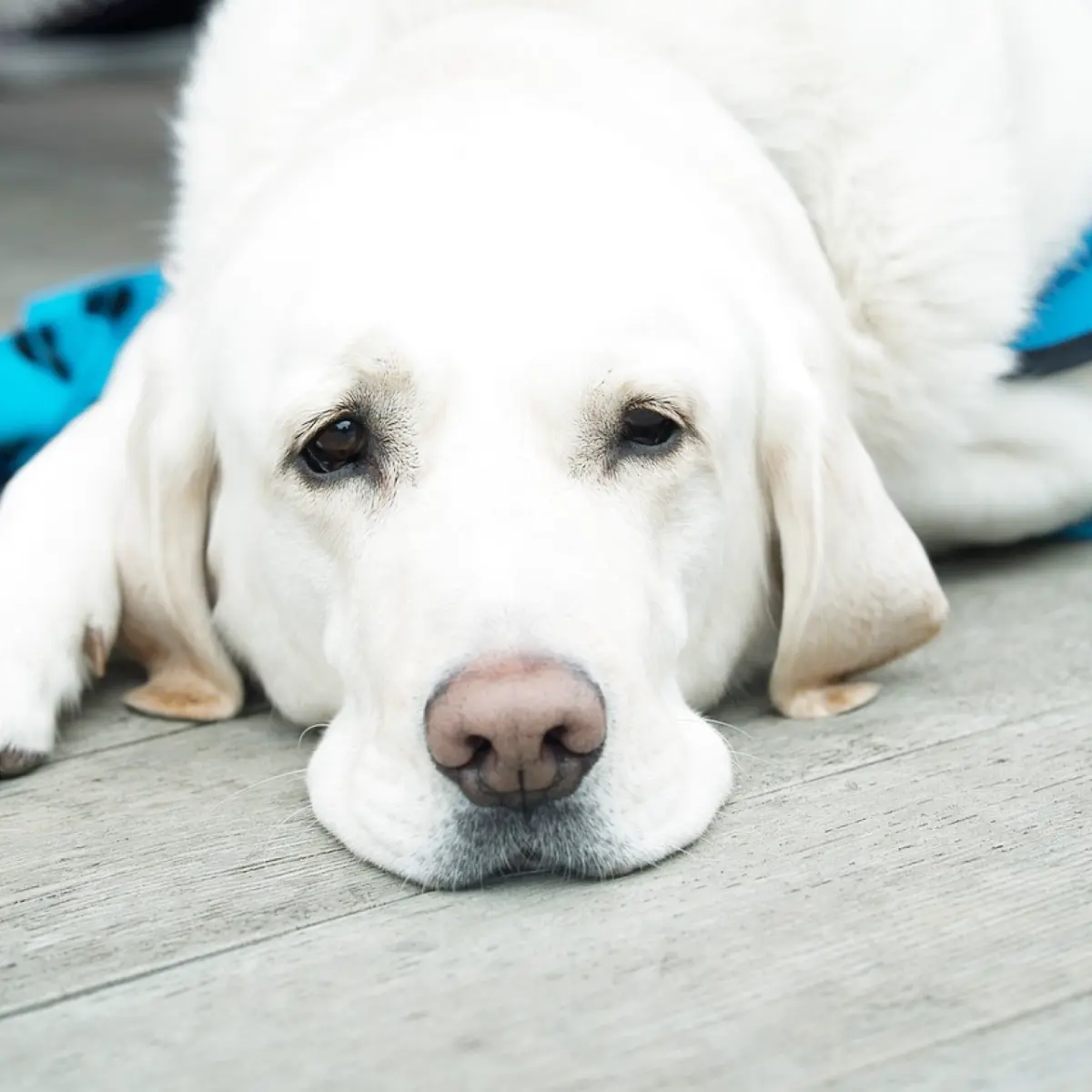 Intoxicação em Cães: Como Agir Corretamente