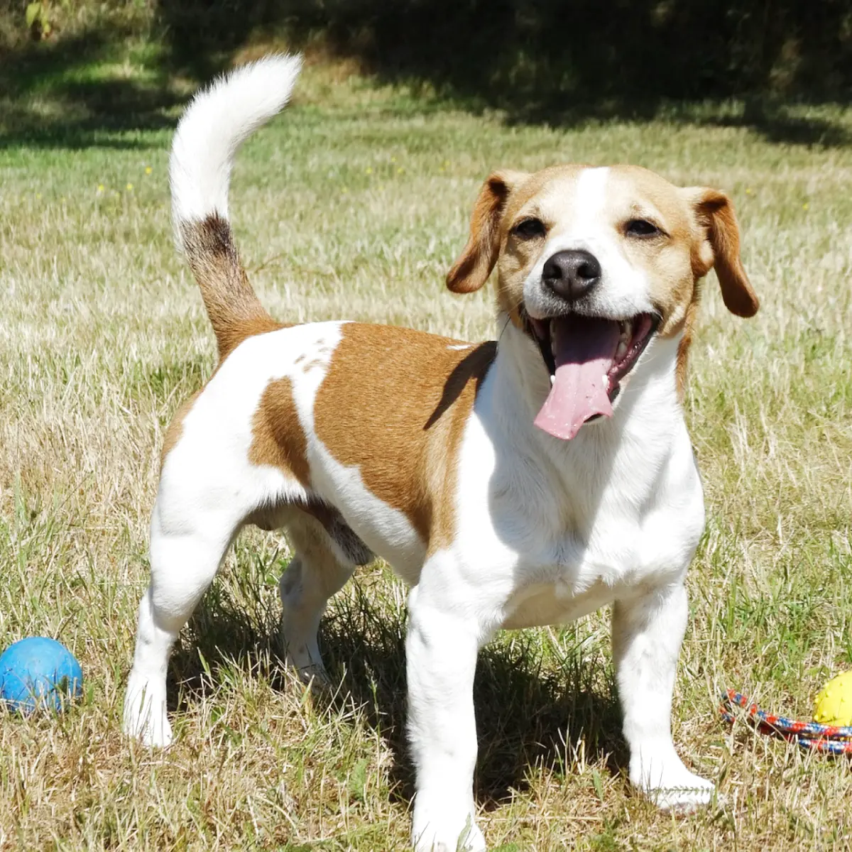 jack-russell-terrier-tudo-sobre-raca