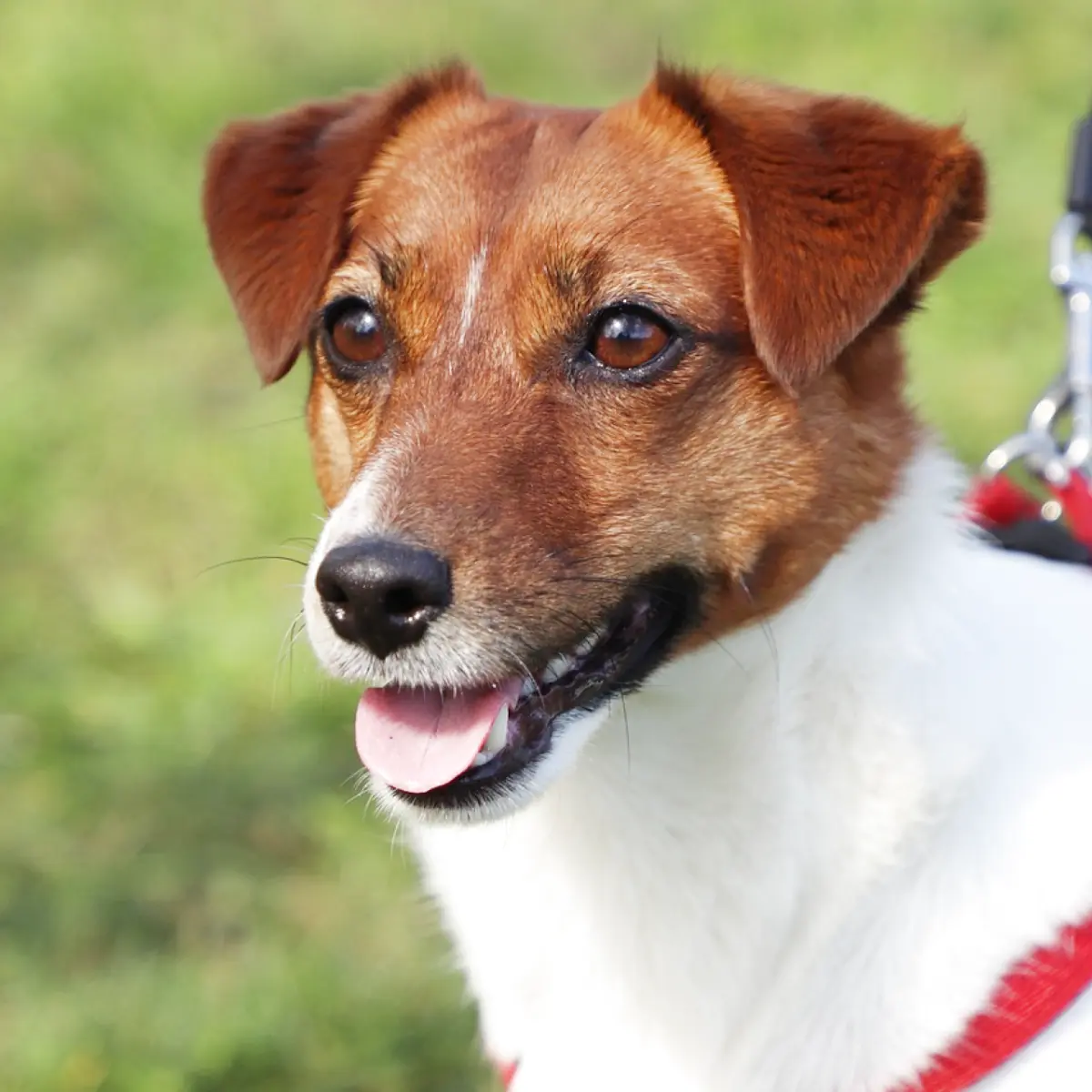 jack-russell-terrier-tudo-sobre-raca-1