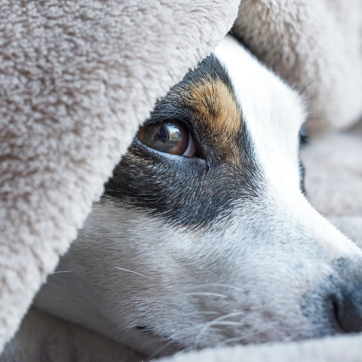 jack-russell-terrier-tudo-sobre-raca-2