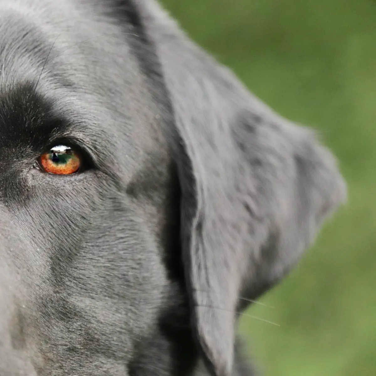 Guia Completo sobre a Raça Labrador