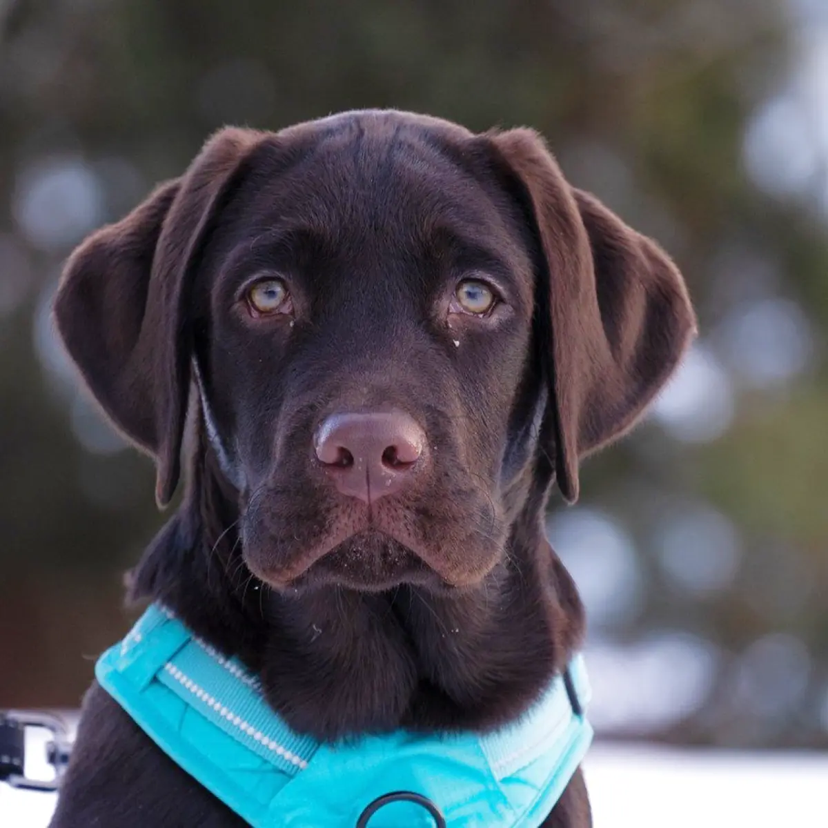 labrador-tudo-sobre-a-raca-2