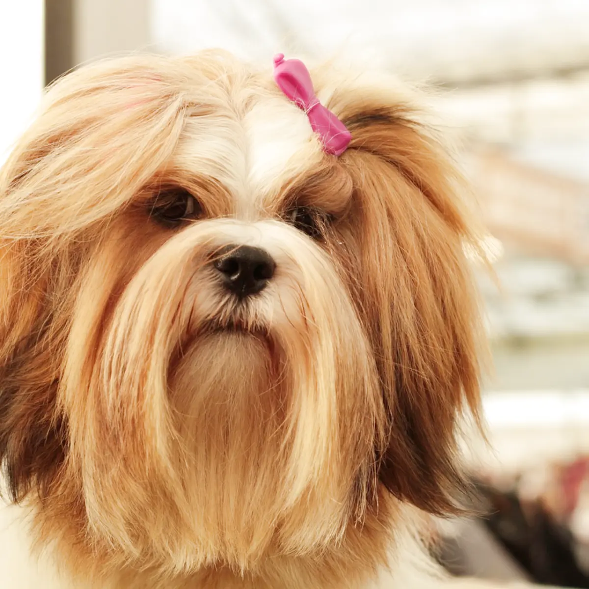 Conheça o Lhasa Apso: características e cuidados