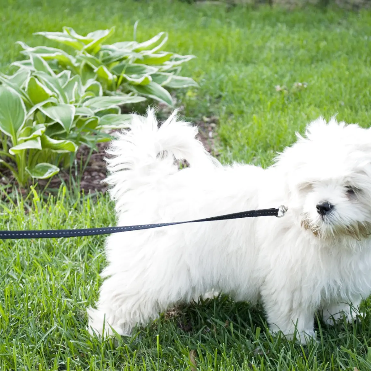 lhasa-apso-2