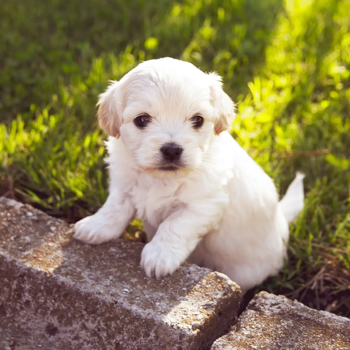 melhores-racas-de-cachorro-para-apartamento-1