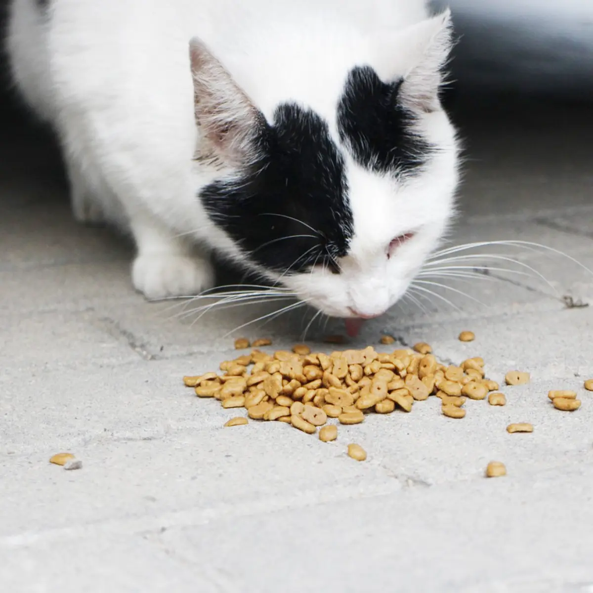 Meu gato pode comer ração de cachorro?