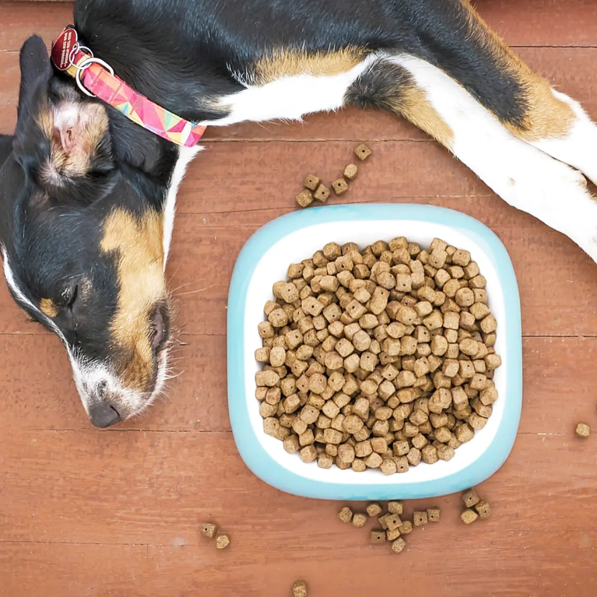 Alimentos proibidos para cães: o que evitar dar ao seu pet