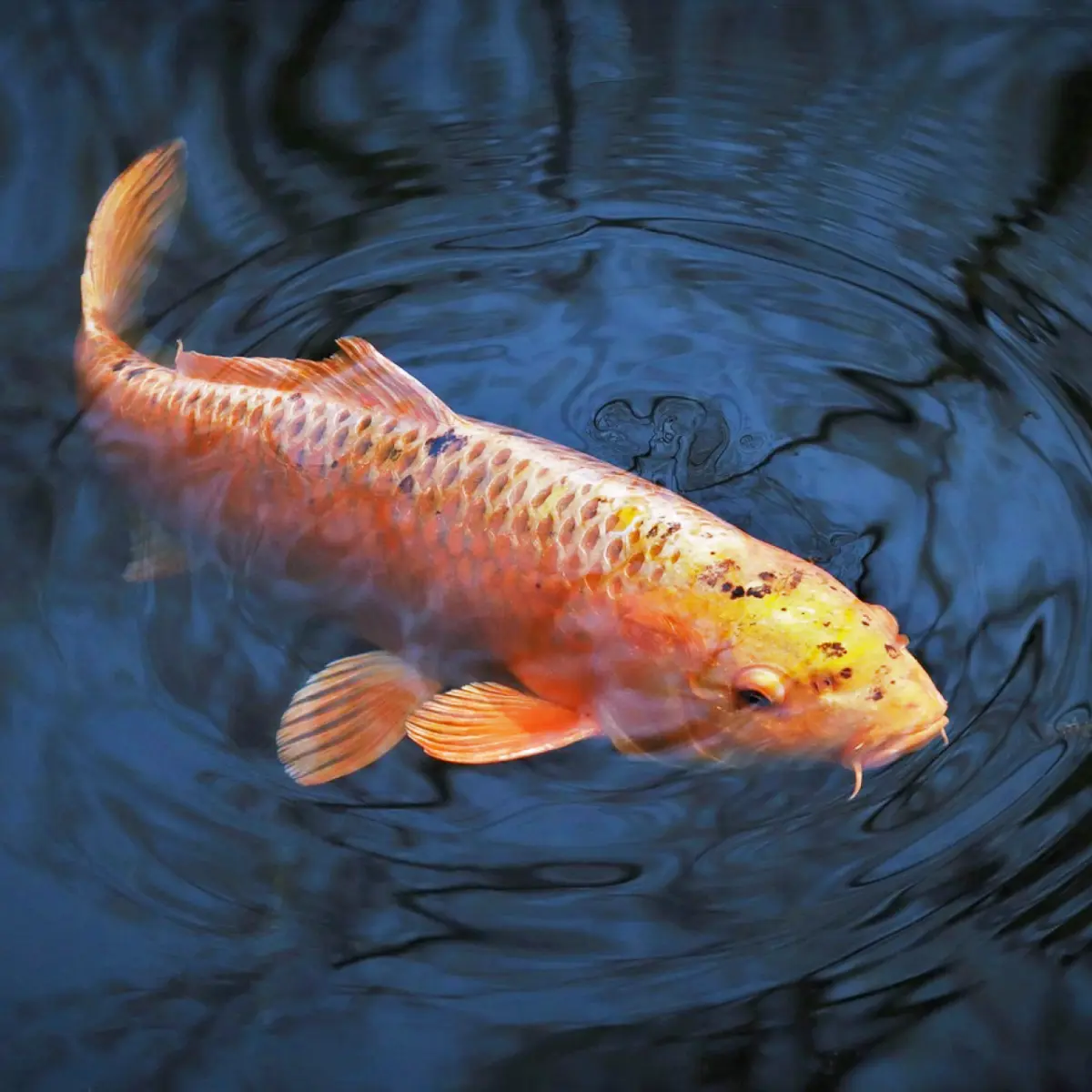 Espécies Ideais de Peixes para seu Aquário