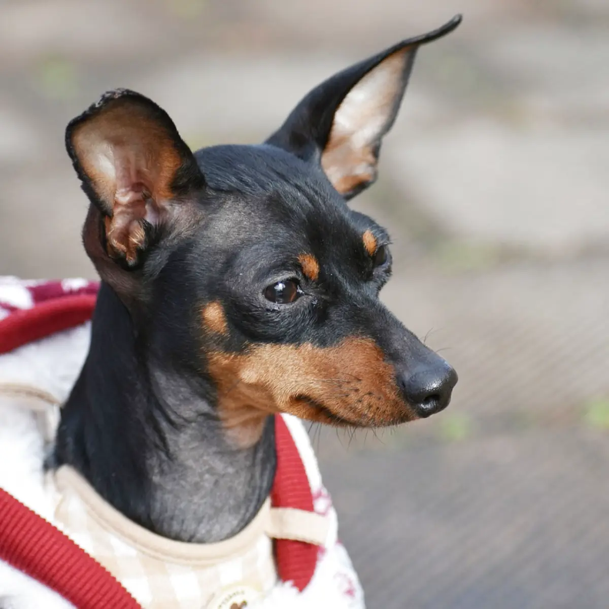 Pinscher Miniatura: Características e Cuidados Essenciais